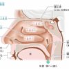 鼻腔内部の構造