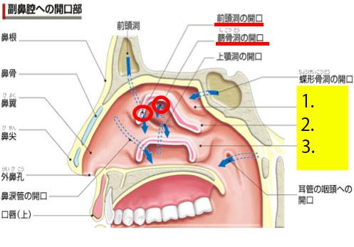篩骨洞の開口と前頭洞の開口は中鼻道にあるのか？