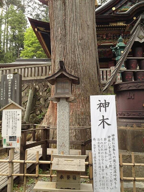 拝殿の前には、樹齢800年という神木があります。